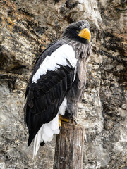 Beautiful American eagle sitting on perch or roost in zoo