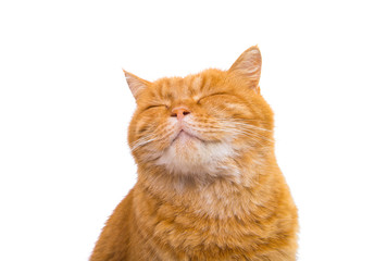Fototapeta premium cute beautiful red cat