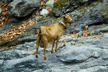 Naklejka premium Greece, Samothrace Island