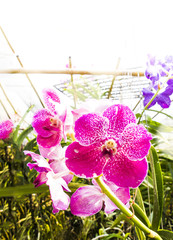 Wanda Orchid on Blurred background