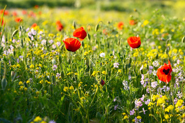 beautiful red anemone flower