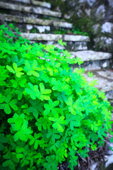 St. Patrick's Day symbol. The bush of shamrock clover green heart-shaped leaves near the stone stairs.