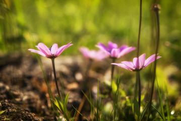 Wild spring flower in nature, warm tonning