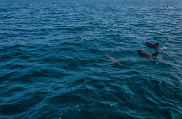 Naklejka premium Dolphins in Freedom