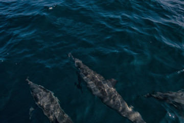 Naklejka premium Dolphins in Freedom