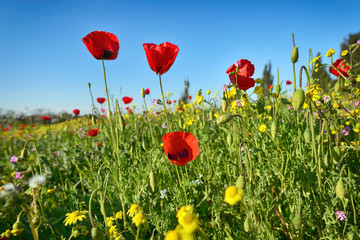 Obraz premium beautiful red anemone flower