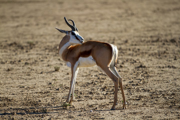 Springbok