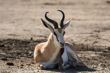 Springbok
