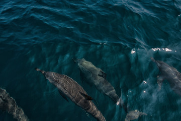 Fototapeta premium Dolphins in Freedom