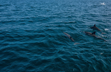 Fototapeta premium Dolphins in Freedom