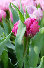 A bud of a pink tulip in the garden.