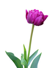 Purple terry tulip, isolated on white background.