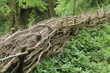 An Example of Hedge Laying as a Woodland Boundary.