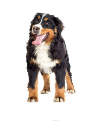 Bernese Mountain Dog on a white background