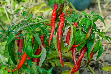 Red chili peppers on the branch