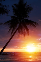 Sunset with palm tree on beach