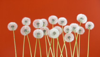 Dandelion flower on red color background, spring season concept. object on blank space backdrop