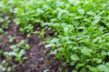 Mustard plants
