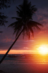 Sunset with palm tree on beach