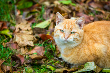 Naklejka na ściany i meble Red cat sitting on the fallen leaves in autumn.