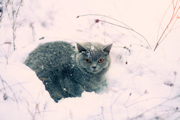 Cat covered with snow sitting in the deep snow in blizzard.