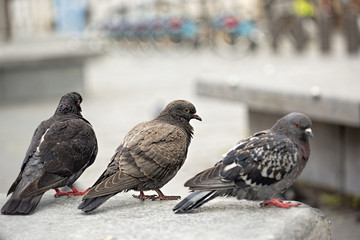 Pigeons