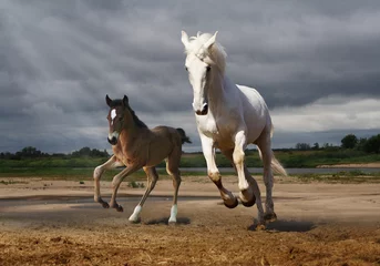 Gordijnen A horse and a foal jump from the rain © ortlemma