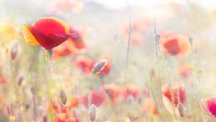 Fototapeta na wymiar poppy flowers in summer