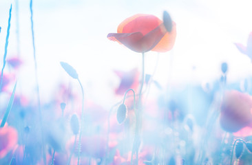 Fototapeta premium poppy flowers in summer