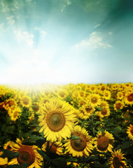 Fototapeta premium Field of flowers of sunflowers
