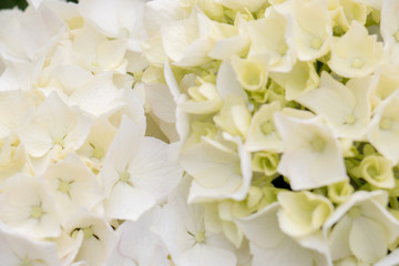 白い紫陽花　背景素材
