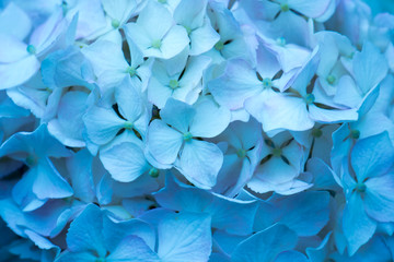 青い紫陽花　背景素材
