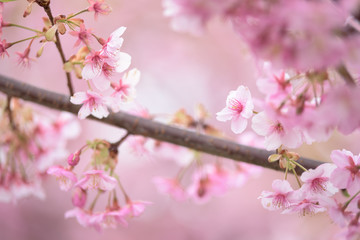 淀水路　河津桜