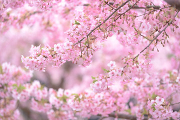 淀水路　河津桜