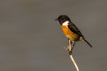 European stonechat