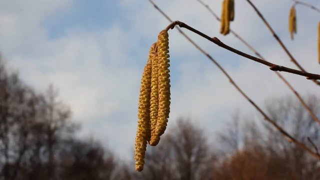 The hazel tree blooms in early spring and gives a lot of pollen.