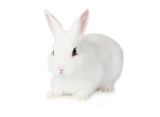 Naklejka premium White Bunny isolated on white background