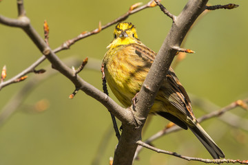 yellowhammer 