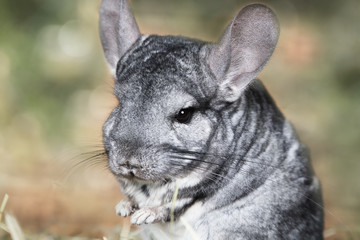 Portrait of gray chinchilla