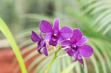 Beautiful orchid blossoming in a greenhouse