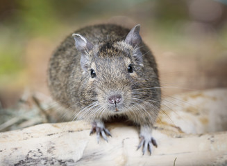 Portrait of a small degu