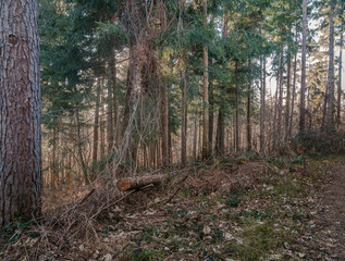 Am Wegesrand im Wald