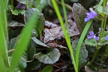 The frog in the grass