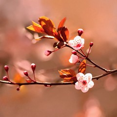 Beautiful flowering Japanese cherry - Sakura. Background with flowers on a spring day.