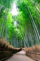 京都　嵯峨野　竹林