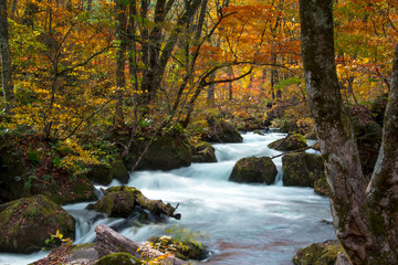 青森　奥入瀬渓流　紅葉