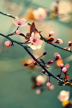 Fototapeta Beautiful flowering Japanese cherry - Sakura. Background with flowers on a spring day.