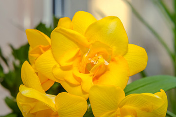 Obraz na płótnie Canvas Yellow freesia flower macro, bokeh background, green leaves close up