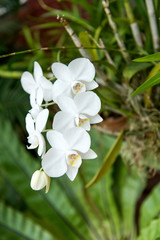 Obraz premium Beautiful orchid blossoming in a greenhouse