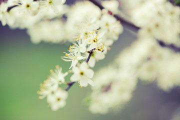 Spring blossom close-up